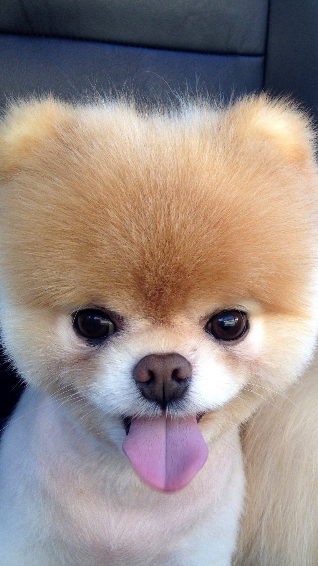 Brown Pomeranian Puppy on Black Leather Couch. Wallpaper in 1080x1920 Resolution