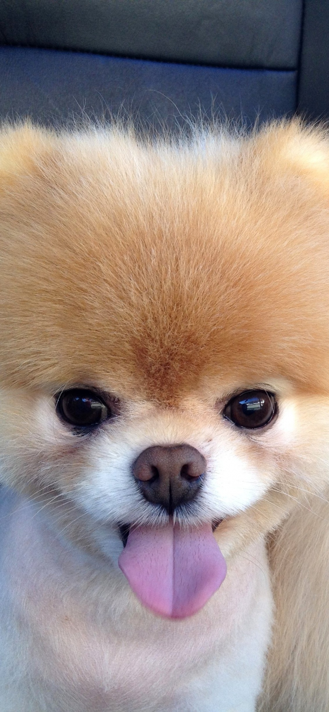 Brown Pomeranian Puppy on Black Leather Couch. Wallpaper in 1125x2436 Resolution