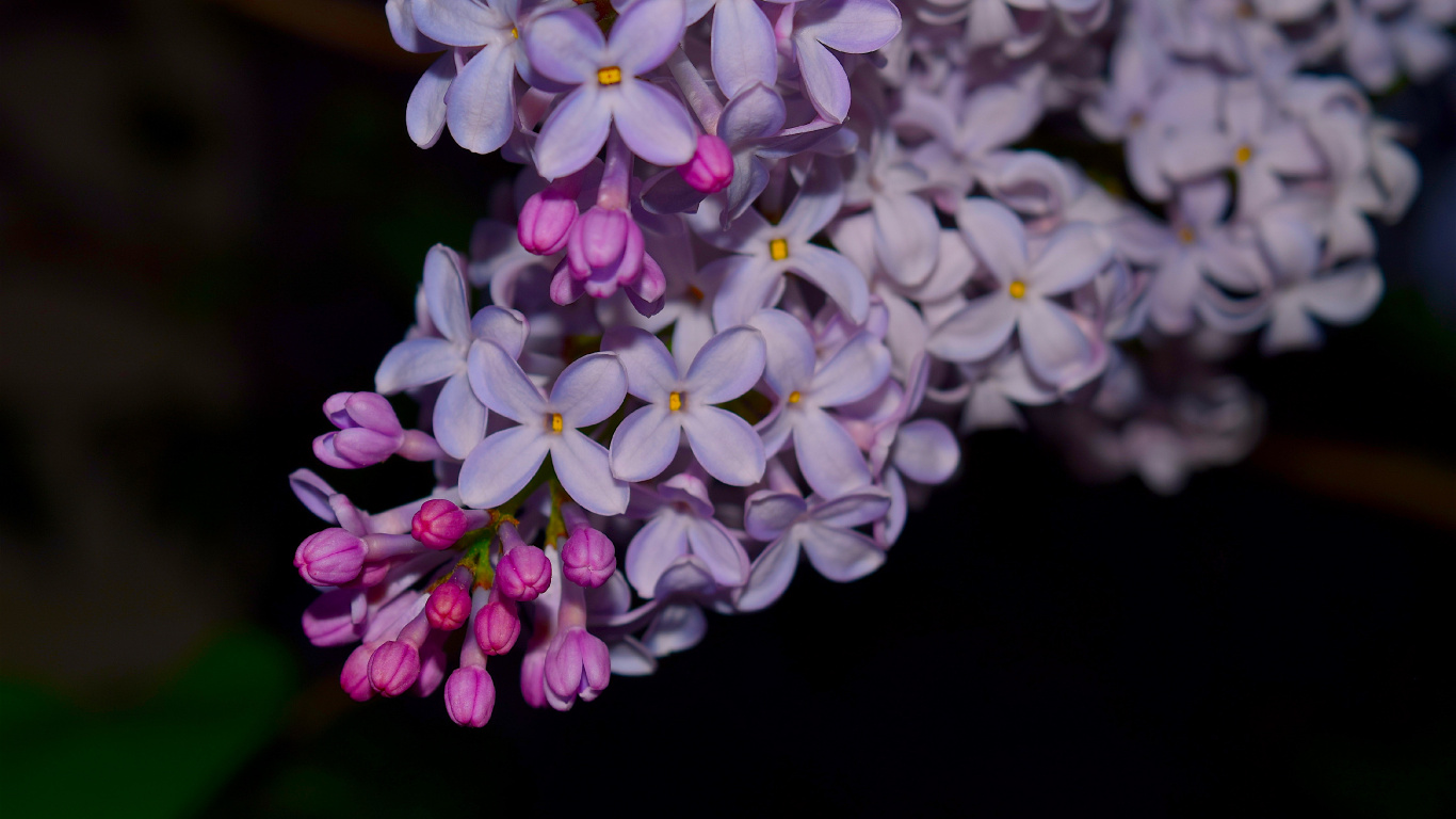 Purple and White Flowers in Tilt Shift Lens. Wallpaper in 1366x768 Resolution