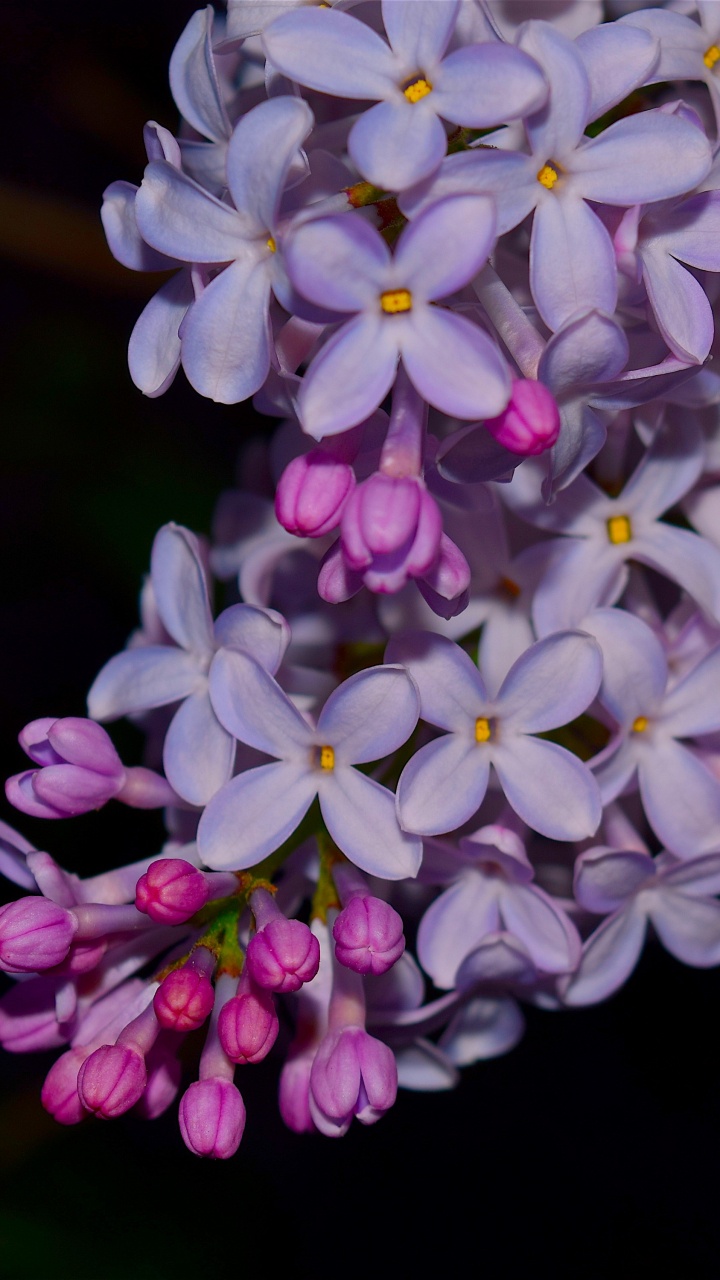 Purple and White Flowers in Tilt Shift Lens. Wallpaper in 720x1280 Resolution