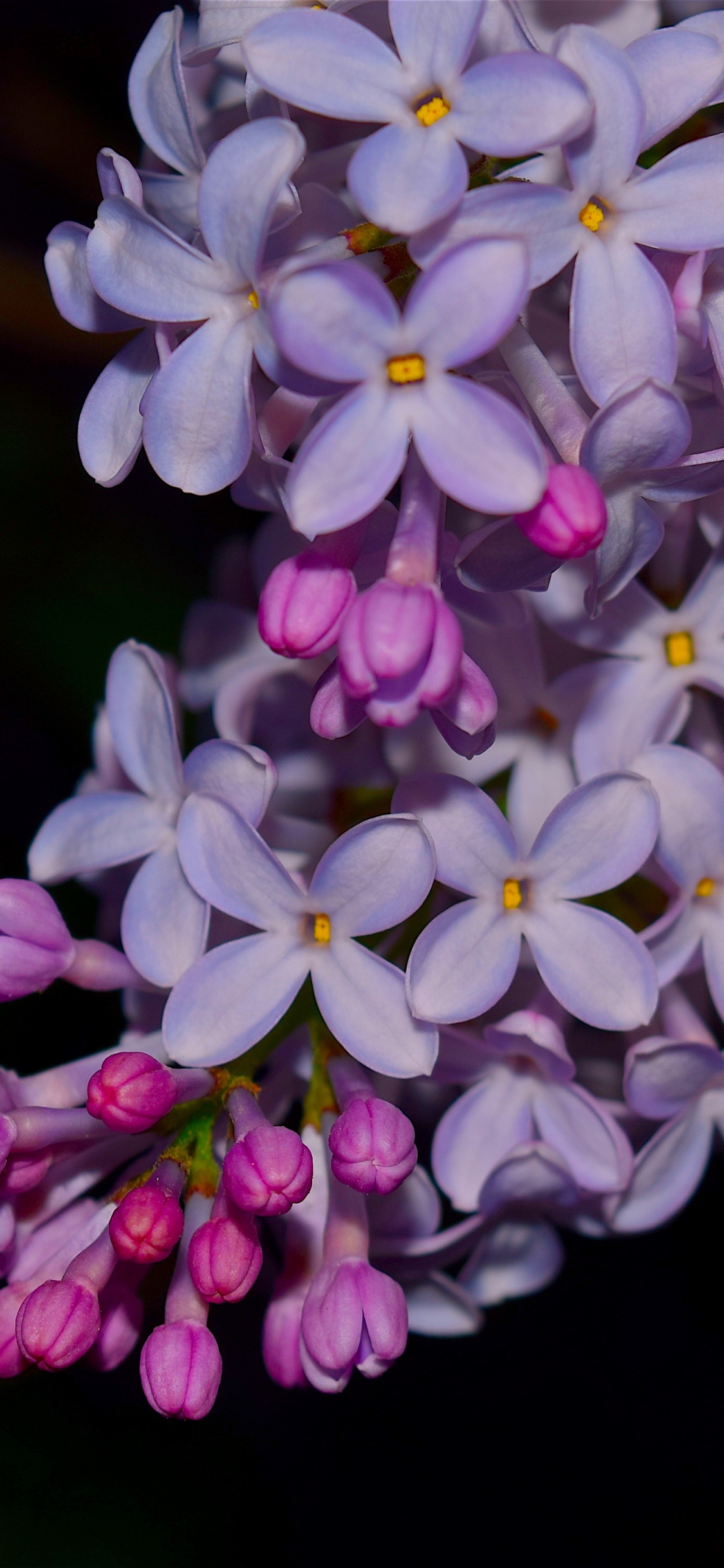 Lila Und Weiße Blumen in Tilt-Shift-Linse. Wallpaper in 1125x2436 Resolution