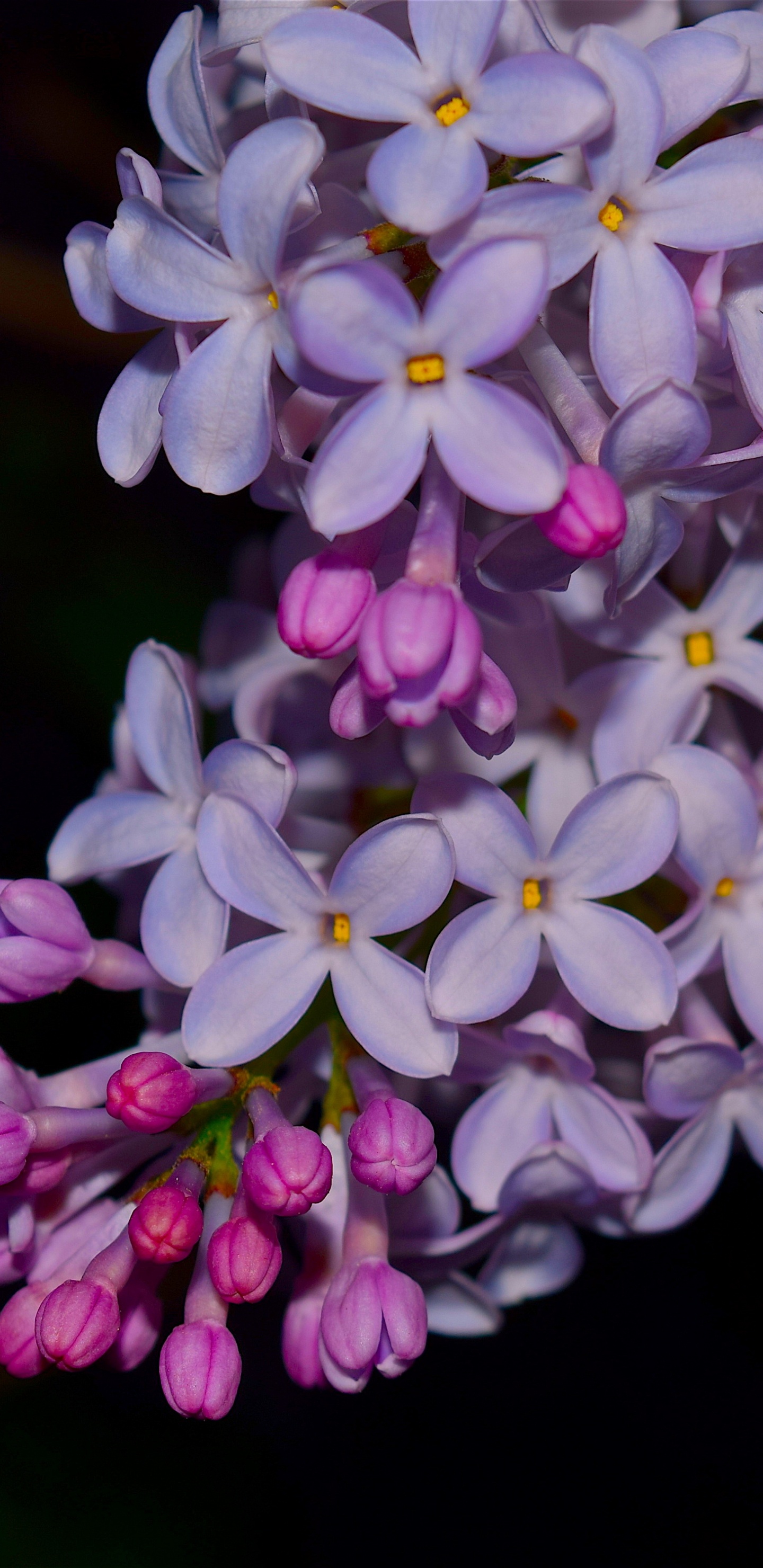 Lila Und Weiße Blumen in Tilt-Shift-Linse. Wallpaper in 1440x2960 Resolution