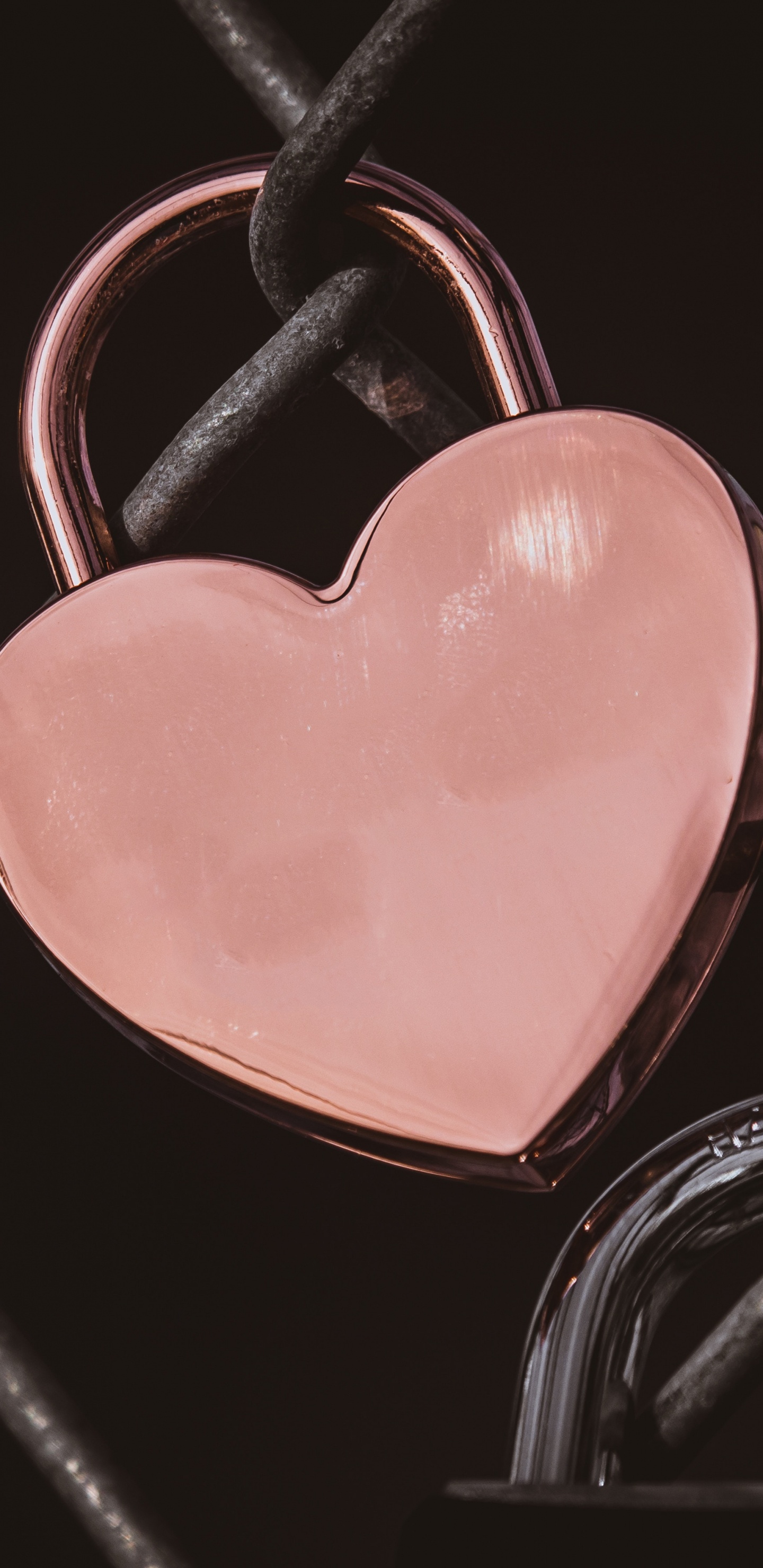 心脏, 粉红色, 爱情, 器官, 人类的身体 壁纸 1440x2960 允许