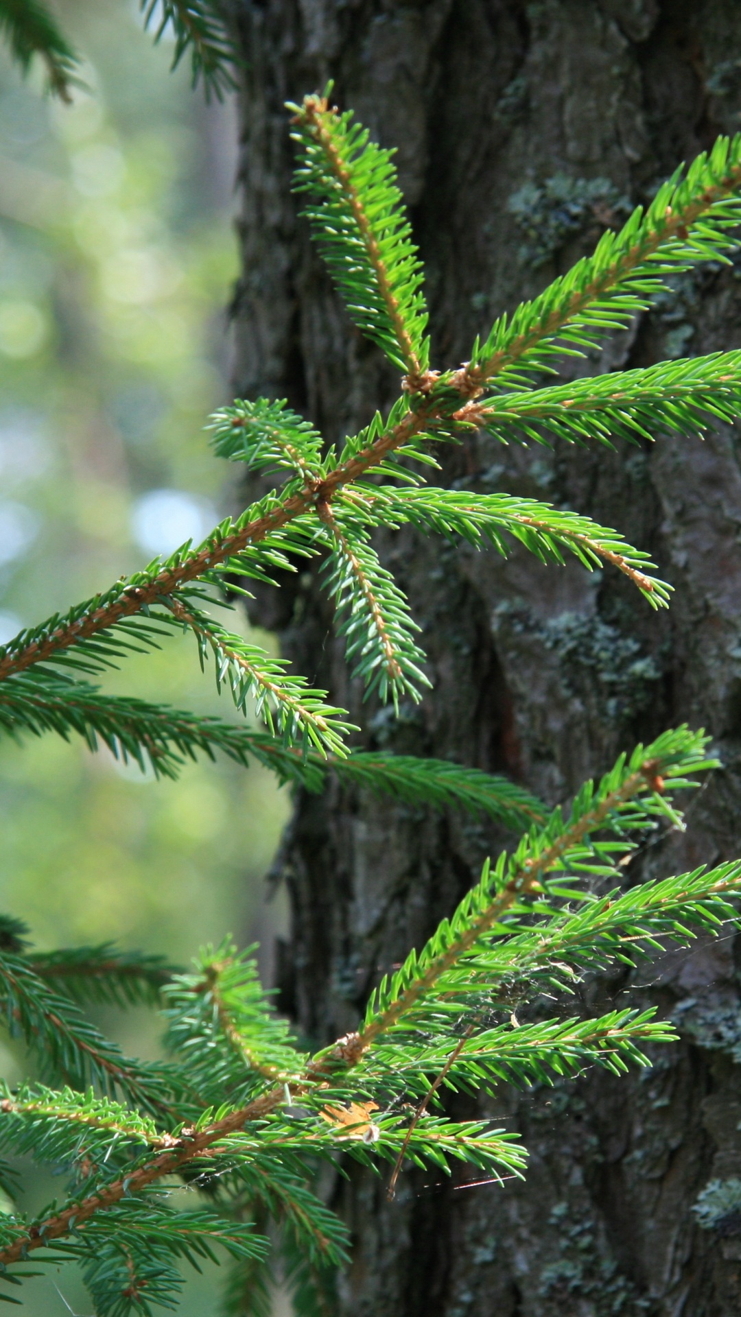 Green Pine Tree Branch in Close up Photography. Wallpaper in 1080x1920 Resolution