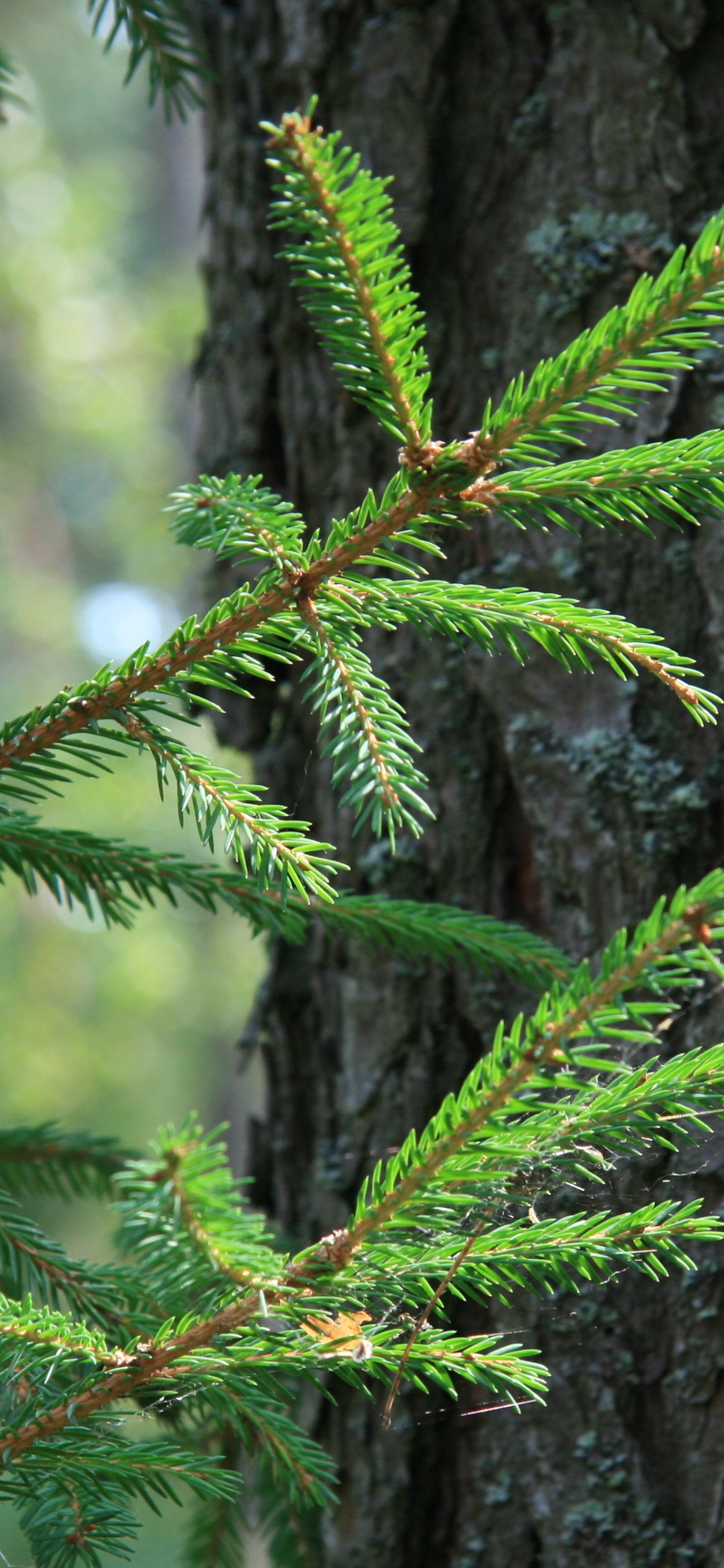 Green Pine Tree Branch in Close up Photography. Wallpaper in 1125x2436 Resolution
