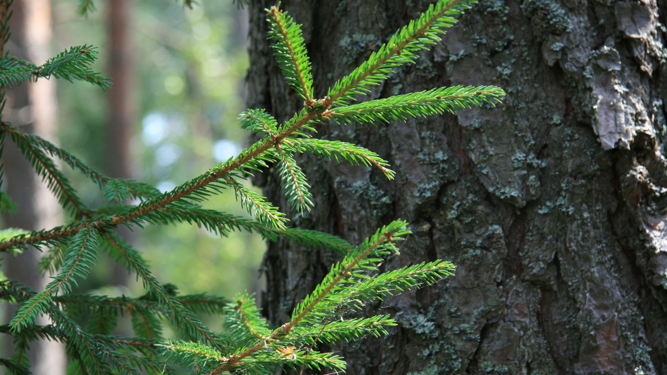 Green Pine Tree Branch in Close up Photography. Wallpaper in 1366x768 Resolution