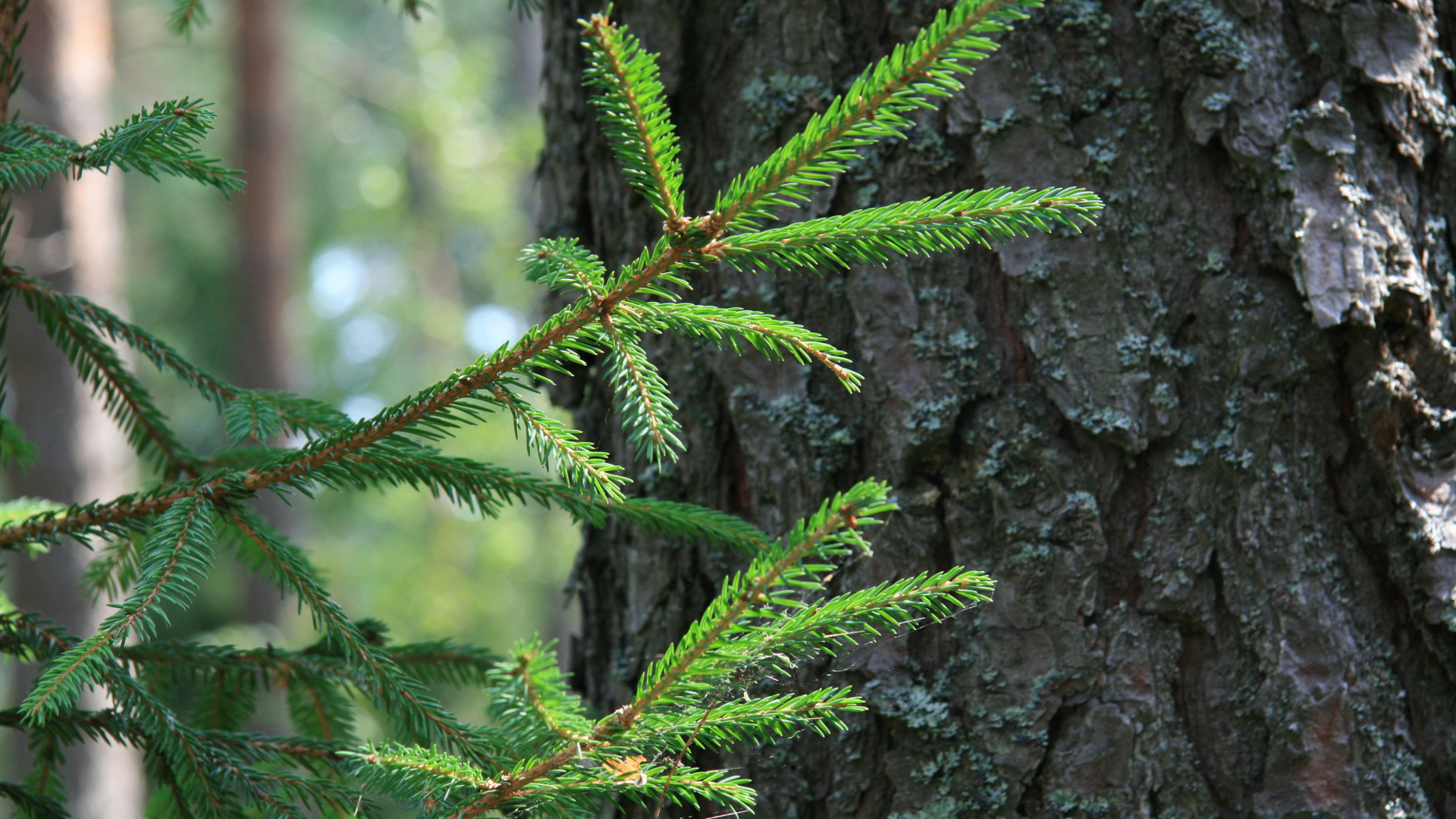 Green Pine Tree Branch in Close up Photography. Wallpaper in 1920x1080 Resolution