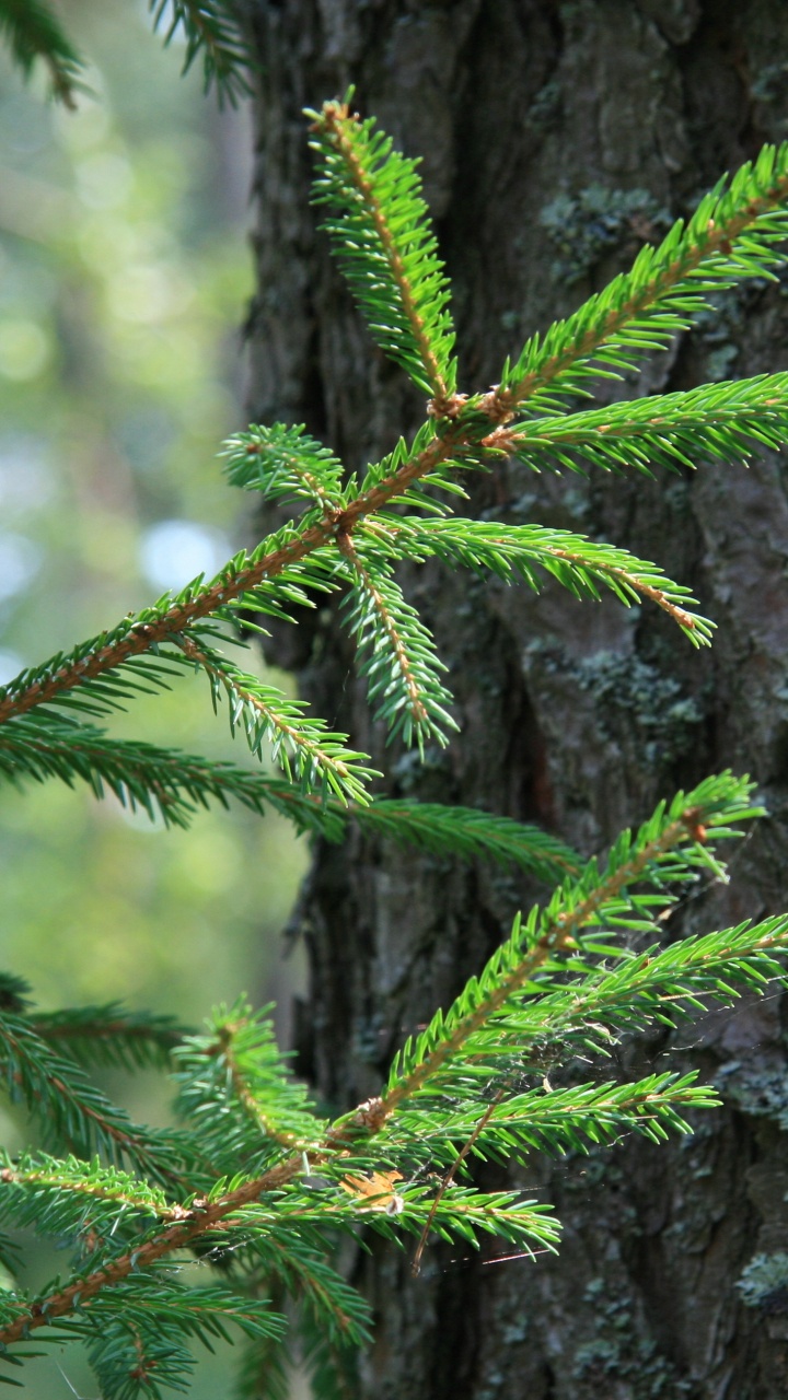 Green Pine Tree Branch in Close up Photography. Wallpaper in 720x1280 Resolution
