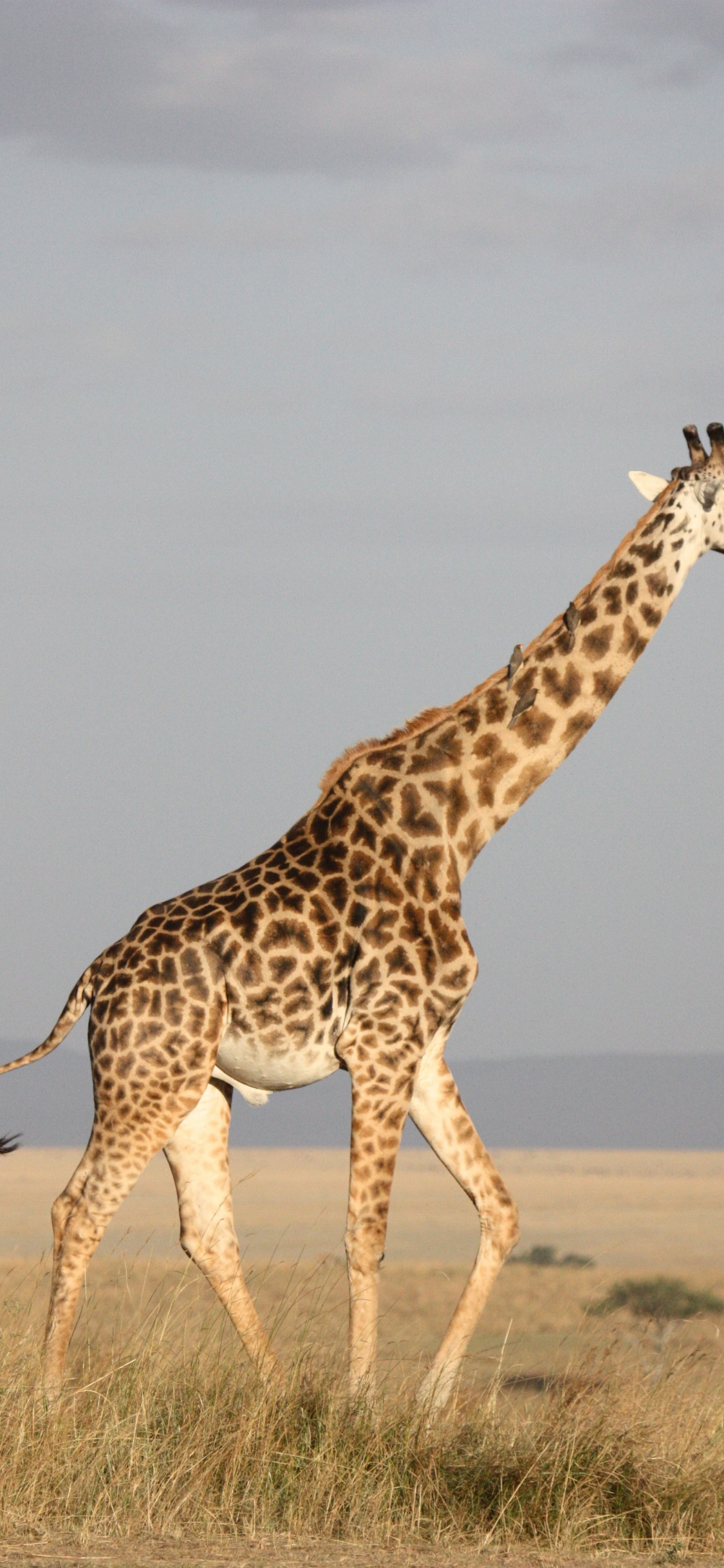 Girafe Brune Debout Sur un Champ Brun Pendant la Journée. Wallpaper in 1125x2436 Resolution