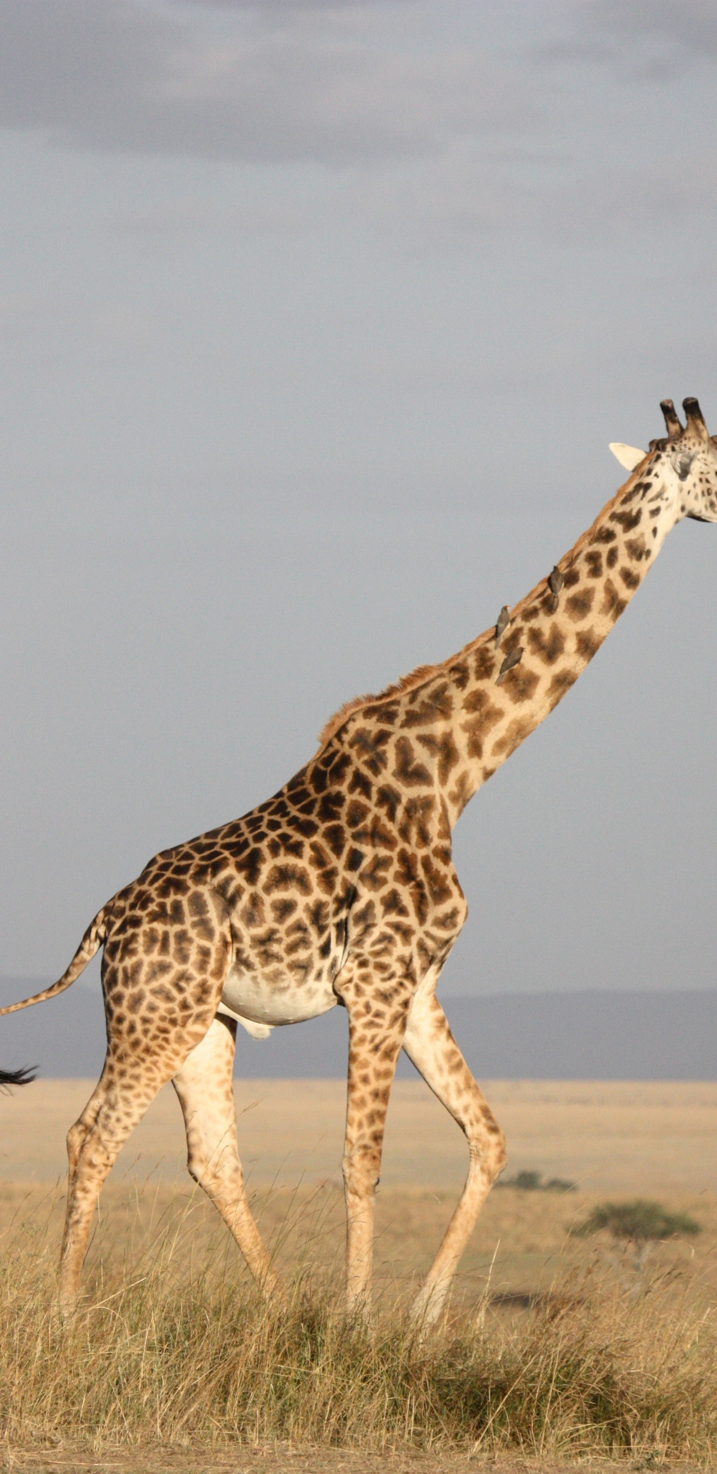 Braune Giraffe, Die Tagsüber Auf Braunem Feld Steht. Wallpaper in 1440x2960 Resolution