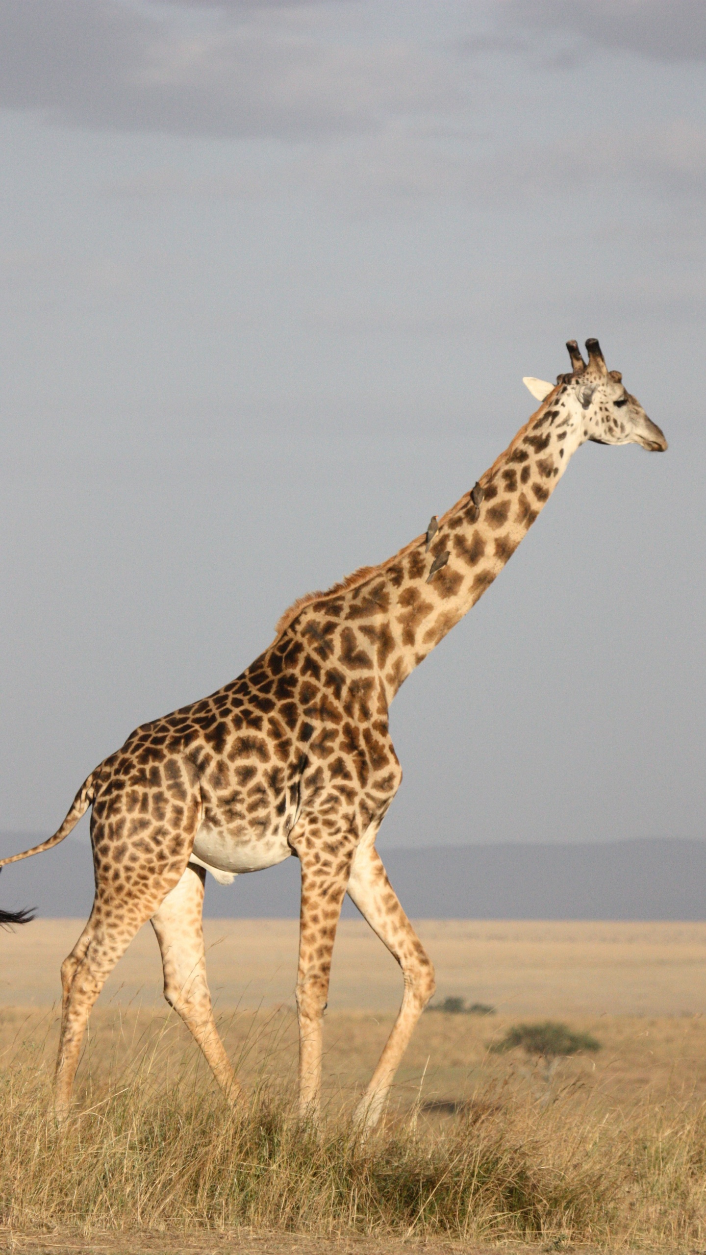 Brown Giraffe Standing on Brown Field During Daytime. Wallpaper in 1440x2560 Resolution