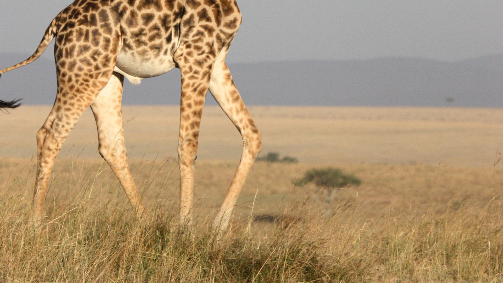 Brown Giraffe Standing on Brown Field During Daytime. Wallpaper in 1920x1080 Resolution