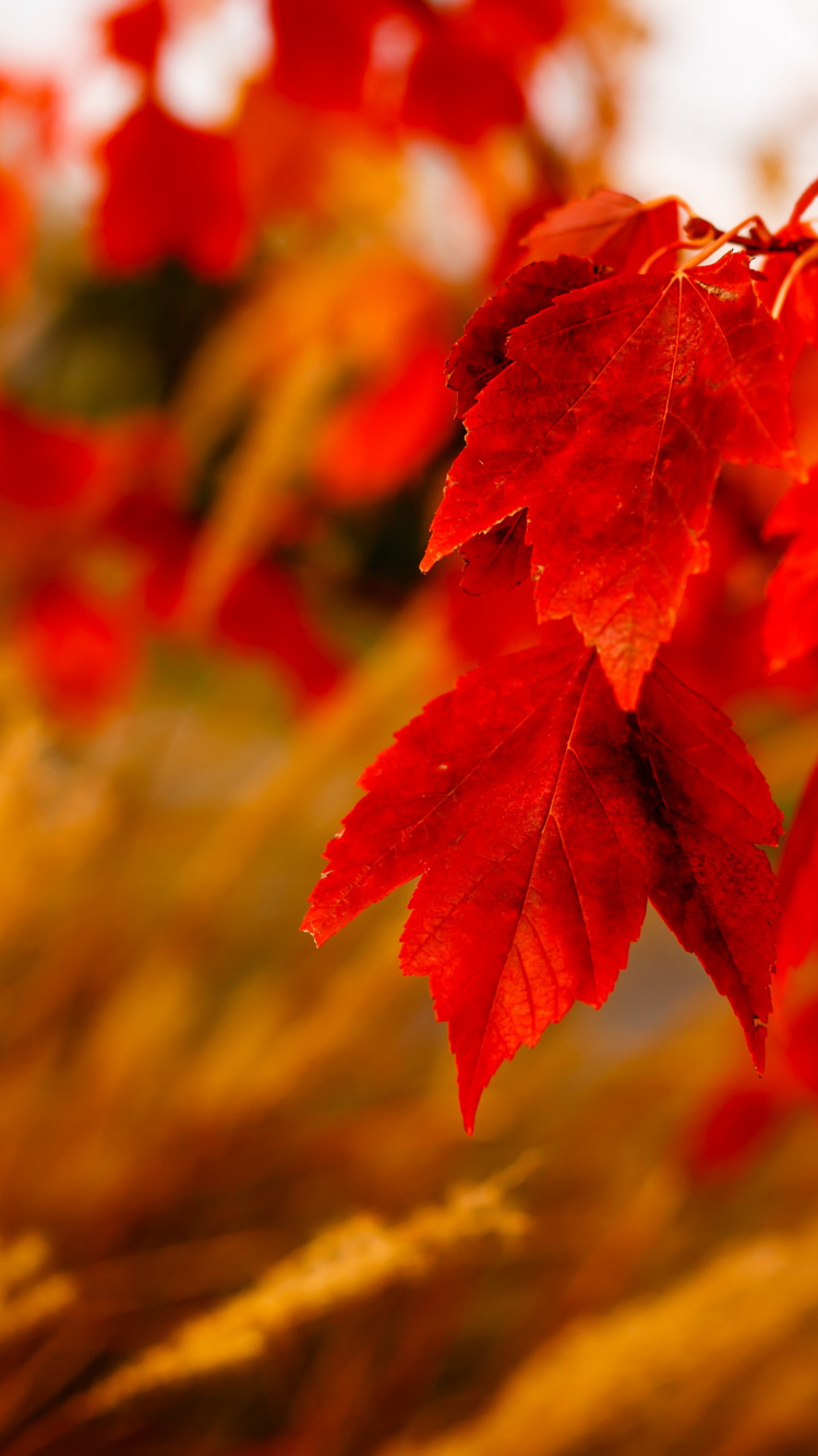 Rote Blätter in Tilt-Shift-Linse. Wallpaper in 750x1334 Resolution