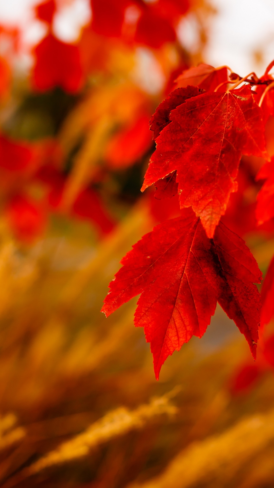 Feuilles Rouges Dans L'objectif à Basculement. Wallpaper in 1080x1920 Resolution