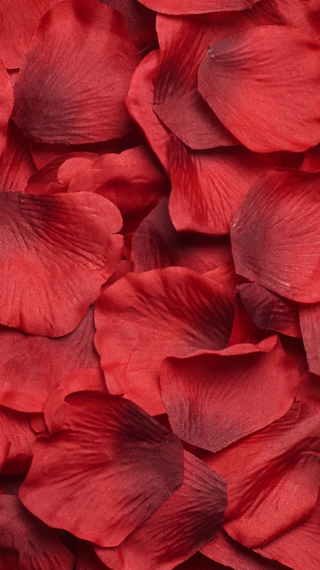 Pétales de Fleurs Rouges et Bleues. Wallpaper in 1080x1920 Resolution