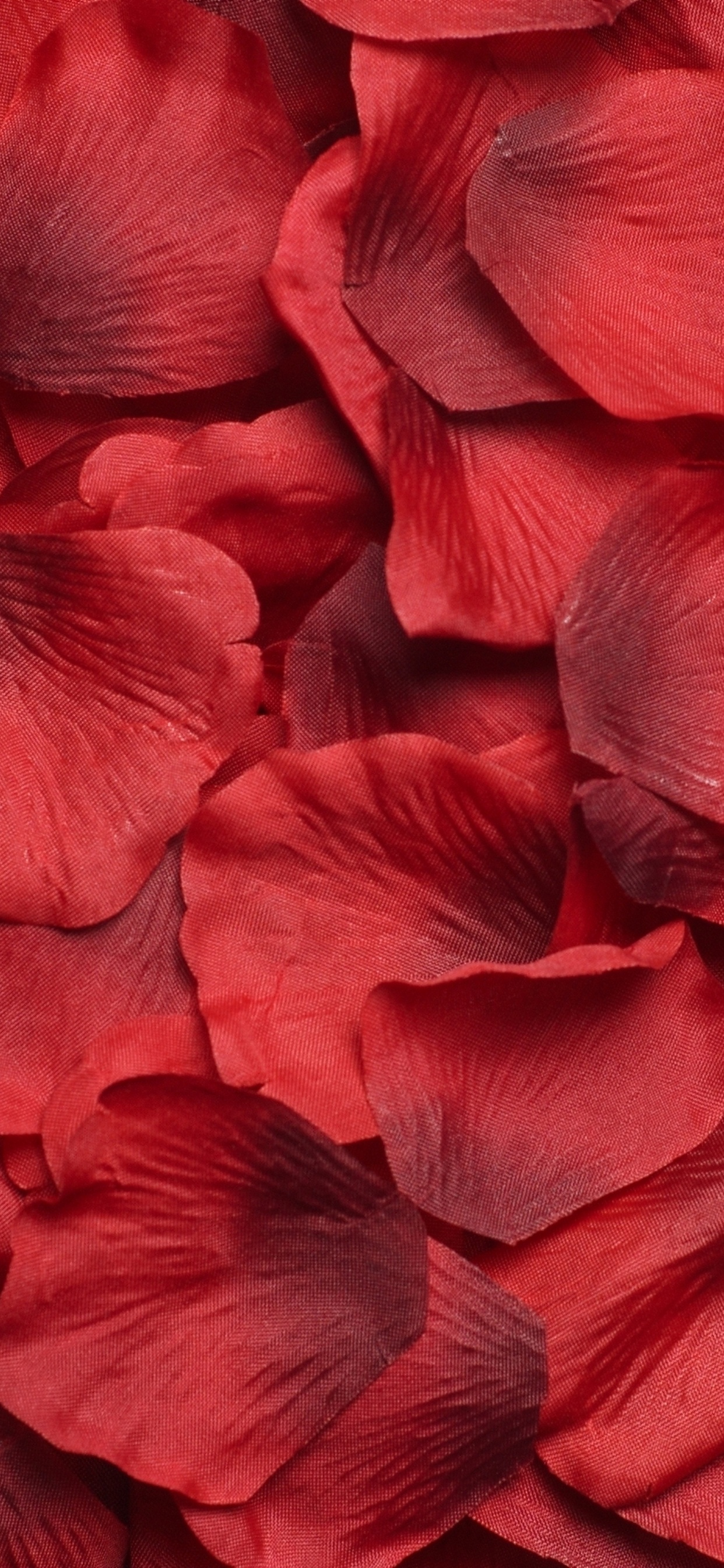 Pétales de Fleurs Rouges et Bleues. Wallpaper in 1242x2688 Resolution