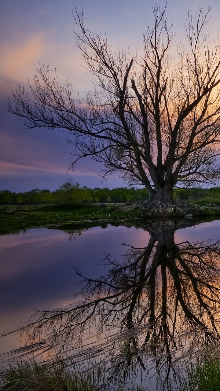 Leafless Tree on Green Grass Near Lake During Sunset. Wallpaper in 720x1280 Resolution