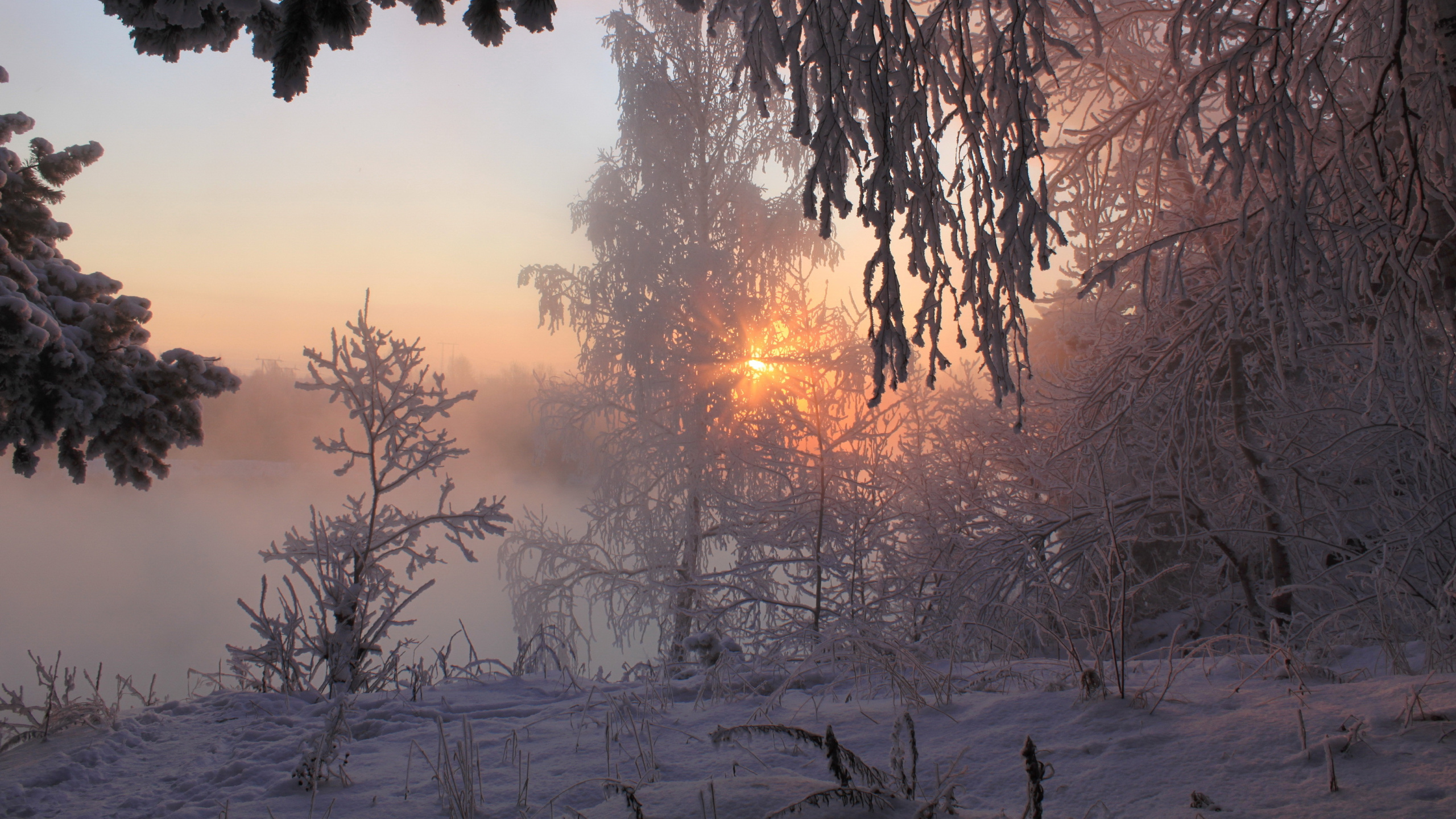 Arbres Verts Sur le Sol Couvert de Neige Pendant le Coucher du Soleil. Wallpaper in 2560x1440 Resolution