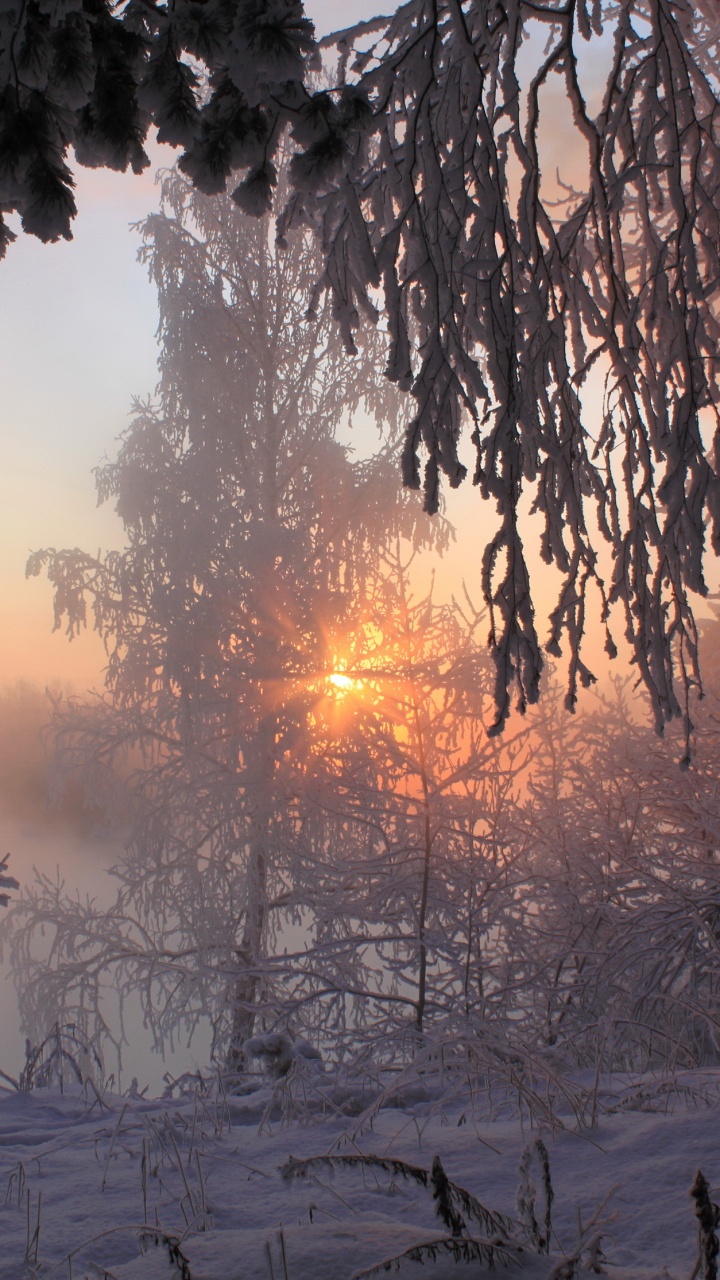 Arbres Verts Sur le Sol Couvert de Neige Pendant le Coucher du Soleil. Wallpaper in 720x1280 Resolution