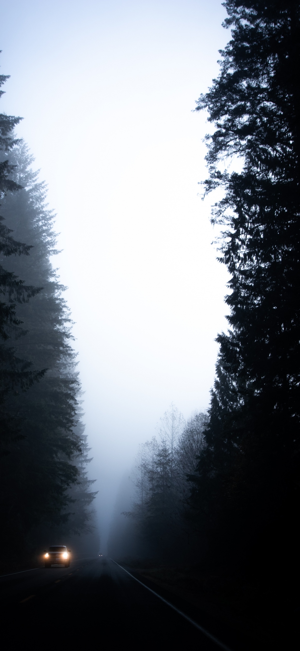 Arbres Verts Sous un Ciel Blanc Pendant la Journée. Wallpaper in 1242x2688 Resolution