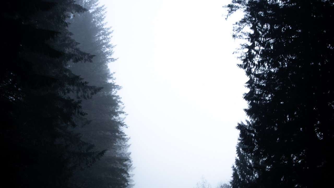 Arbres Verts Sous un Ciel Blanc Pendant la Journée. Wallpaper in 1280x720 Resolution