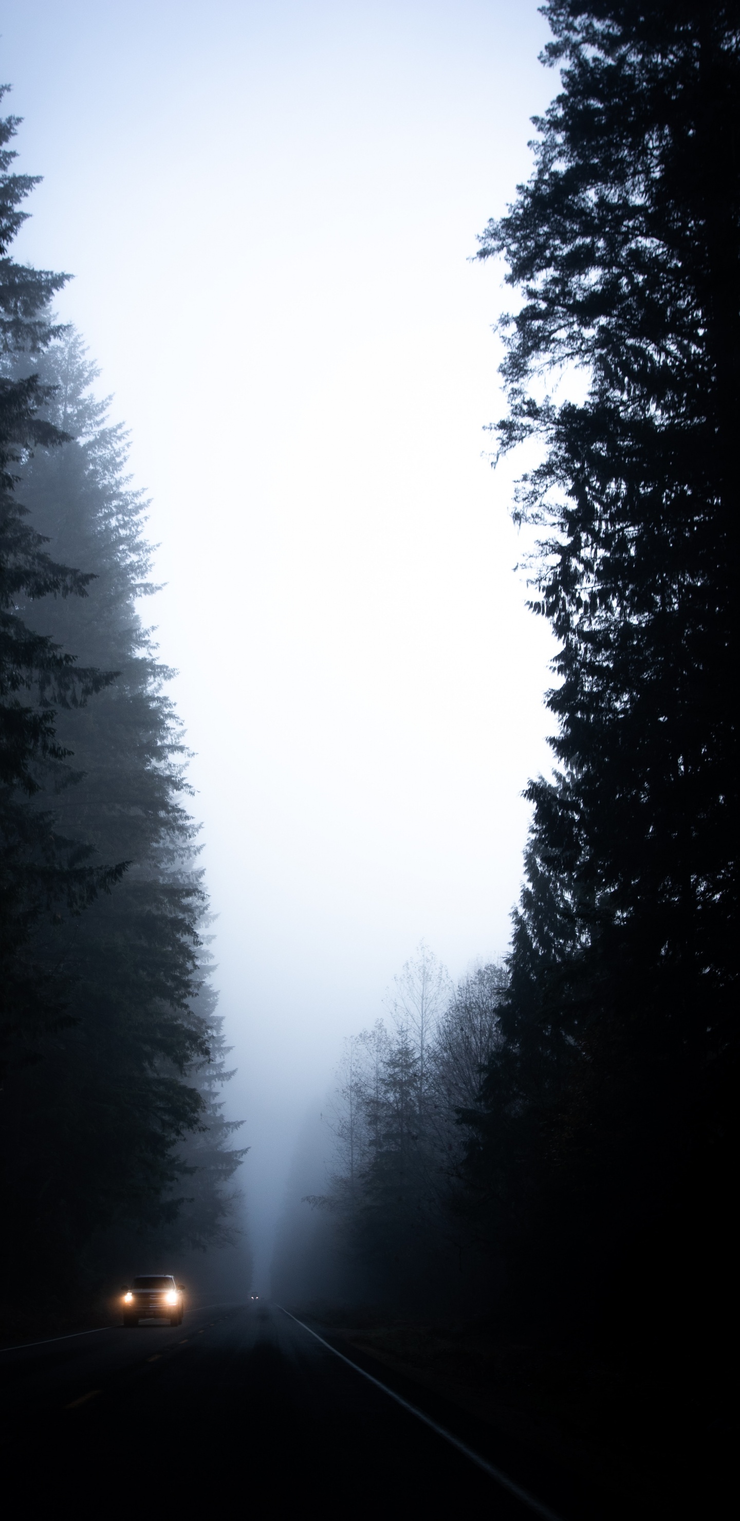 Arbres Verts Sous un Ciel Blanc Pendant la Journée. Wallpaper in 1440x2960 Resolution