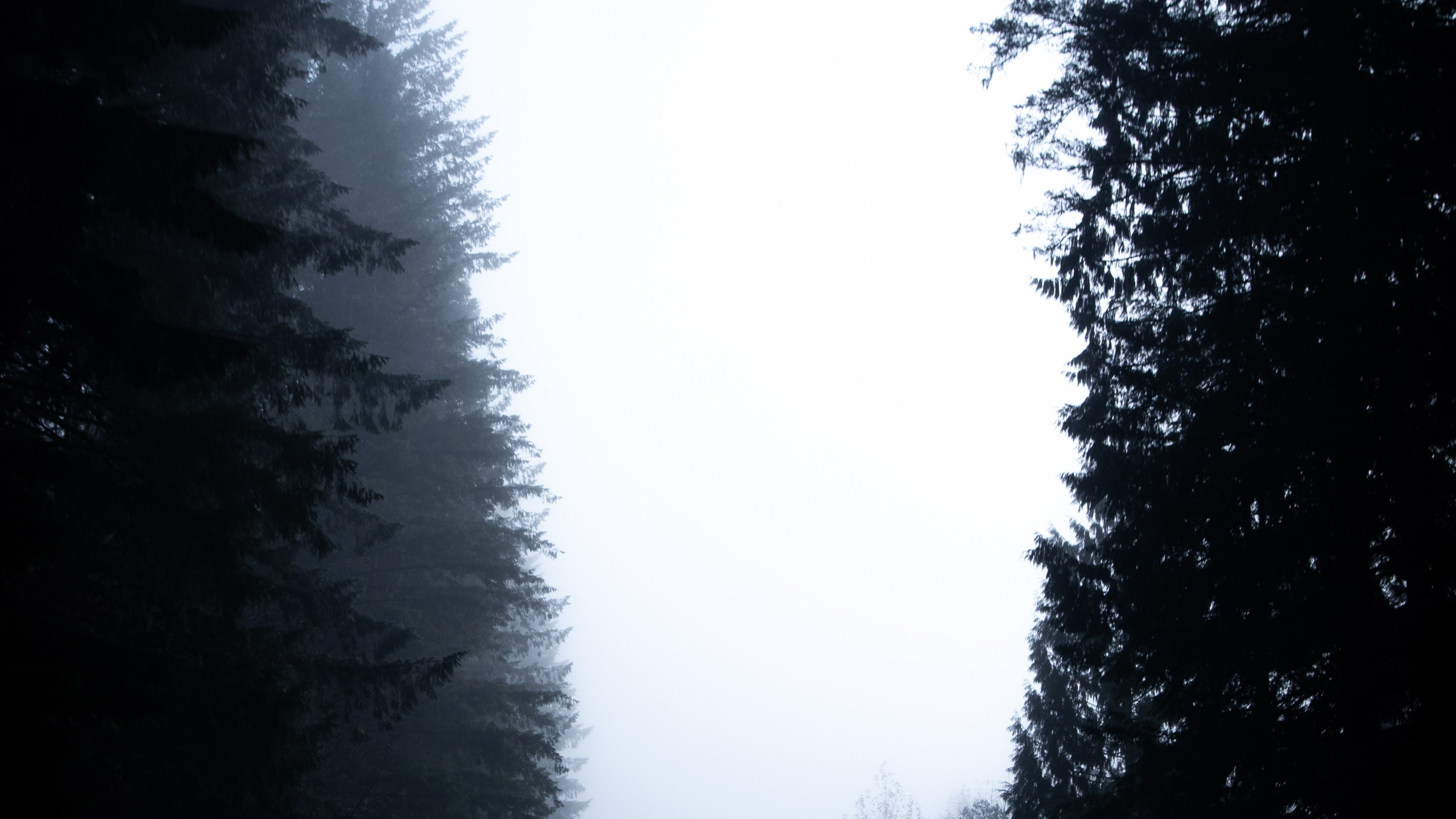 Arbres Verts Sous un Ciel Blanc Pendant la Journée. Wallpaper in 2560x1440 Resolution