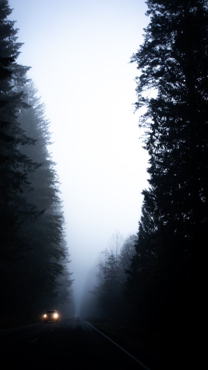 Arbres Verts Sous un Ciel Blanc Pendant la Journée. Wallpaper in 720x1280 Resolution