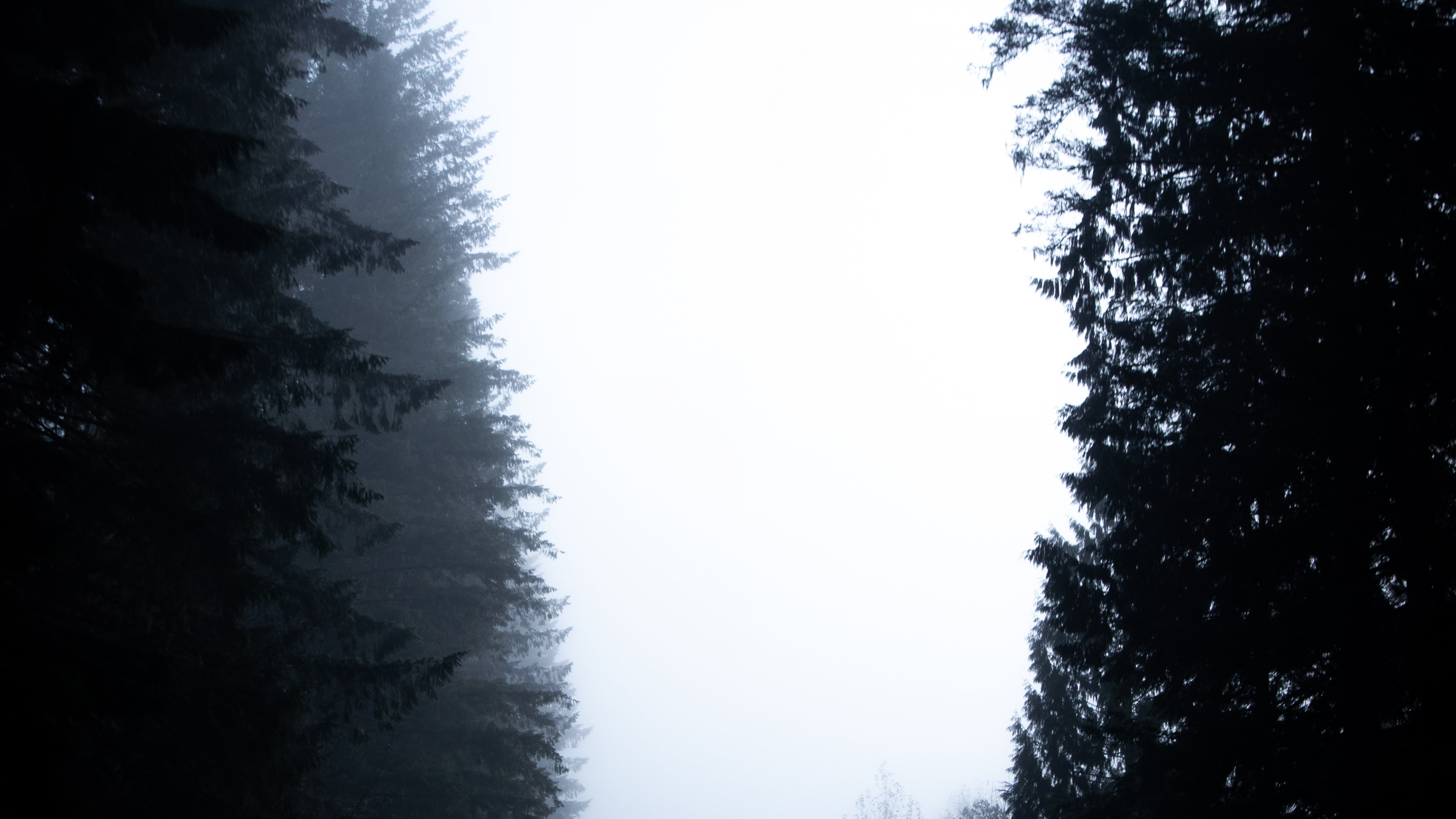 Green Trees Under White Sky During Daytime. Wallpaper in 3840x2160 Resolution