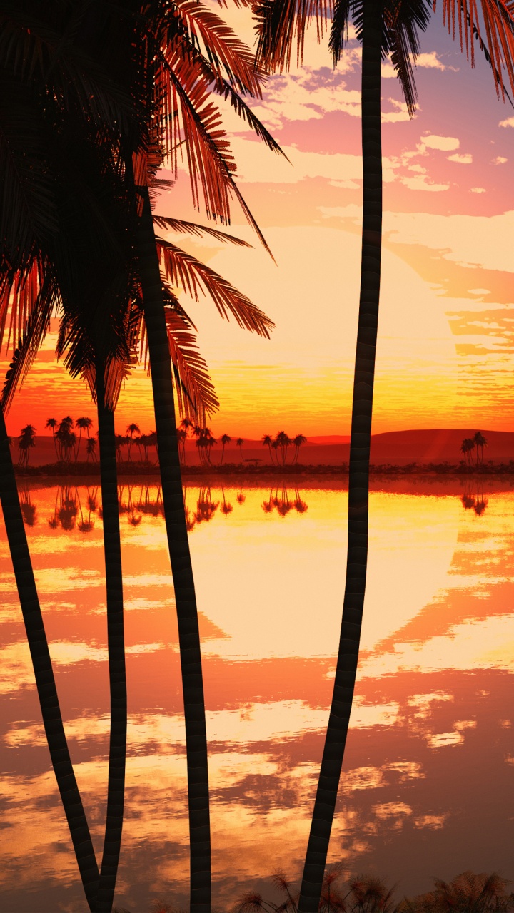 Silhouette of Palm Trees Near Body of Water During Sunset. Wallpaper in 720x1280 Resolution