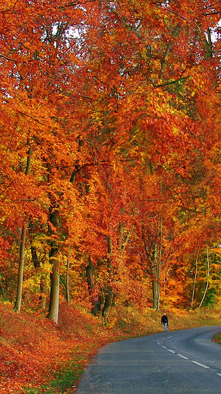 Route en Béton Gris Entre Les Arbres. Wallpaper in 720x1280 Resolution