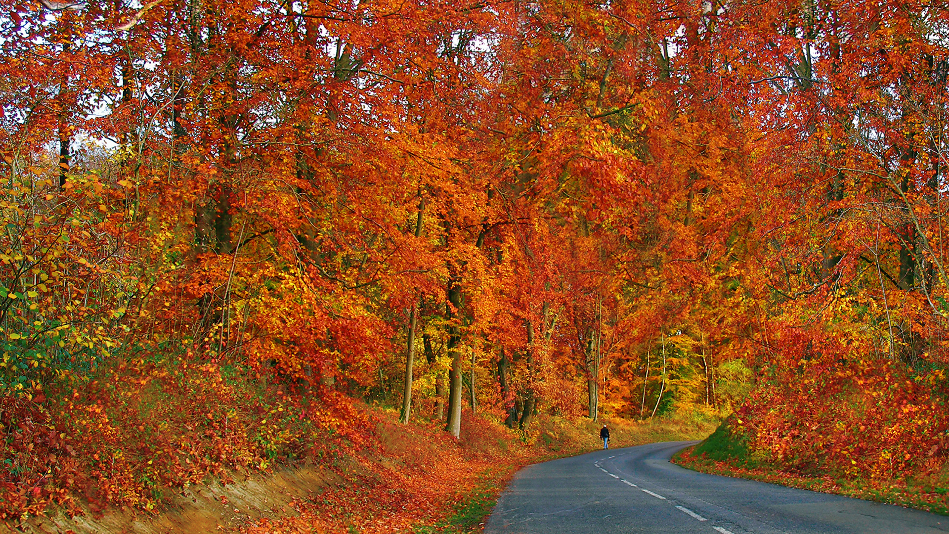 Graue Betonstraße Zwischen Bäumen. Wallpaper in 1920x1080 Resolution