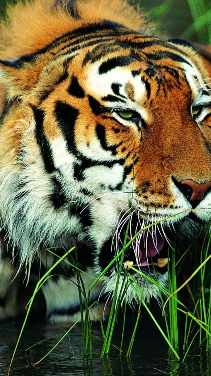 Brown and Black Tiger on Green Grass During Daytime. Wallpaper in 720x1280 Resolution