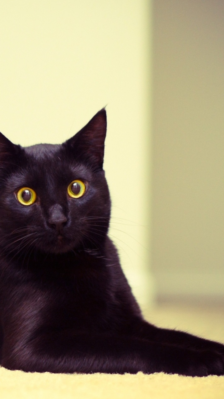 Black Cat on White Textile. Wallpaper in 720x1280 Resolution