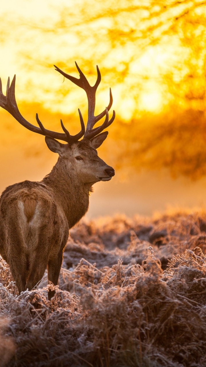 Cerf Brun Sur L'herbe Brune Pendant le Coucher du Soleil. Wallpaper in 720x1280 Resolution