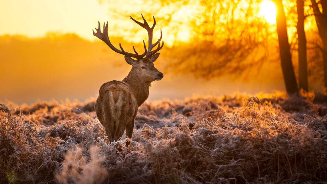 Brown Deer on Brown Grass During Sunset. Wallpaper in 1280x720 Resolution