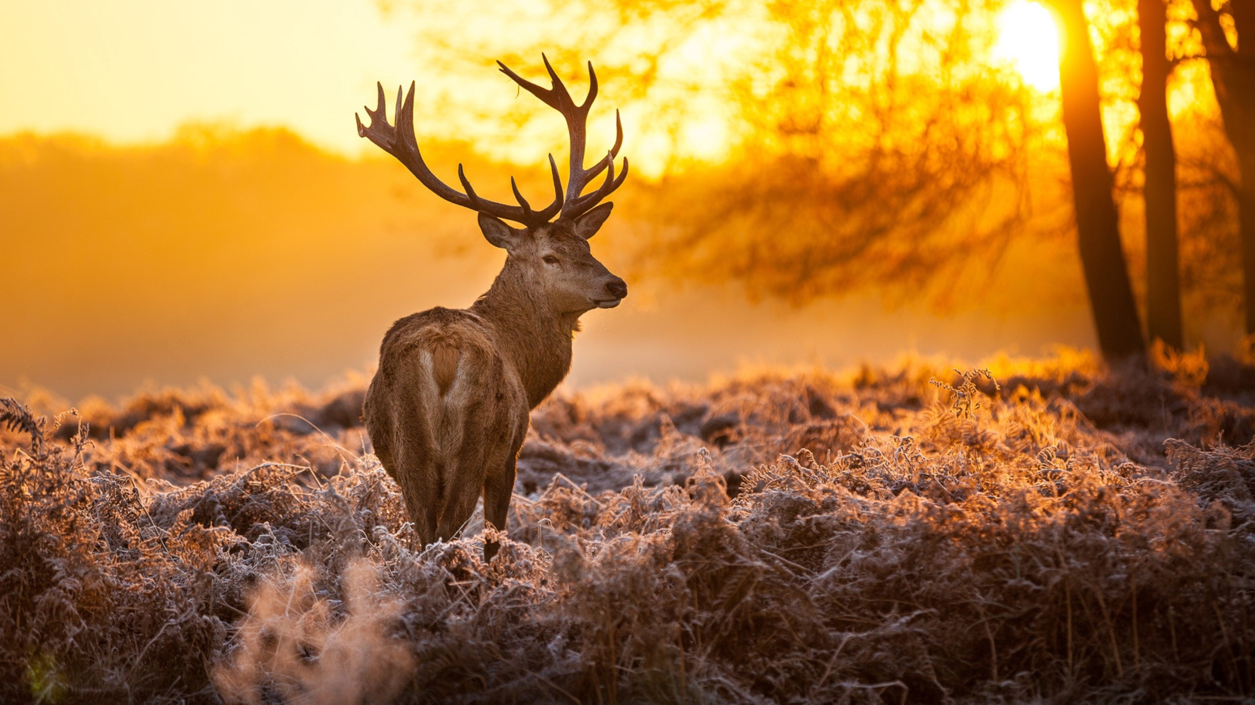 Brown Deer on Brown Grass During Sunset. Wallpaper in 2560x1440 Resolution