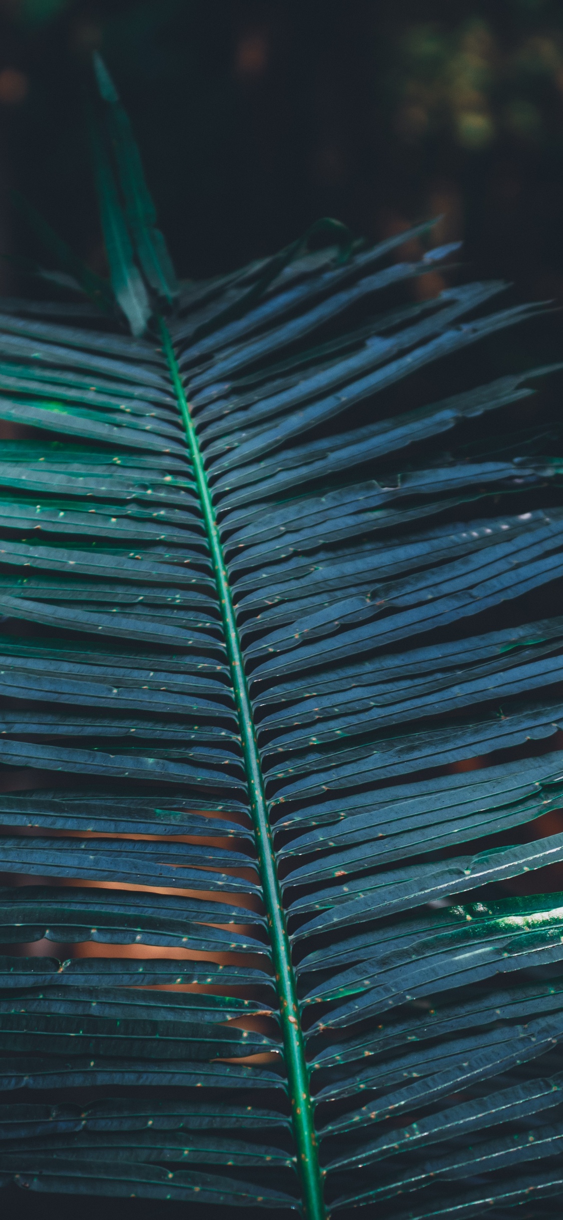 Blatt, Türkis, Fabrik, Wasser, Vegetation. Wallpaper in 1125x2436 Resolution