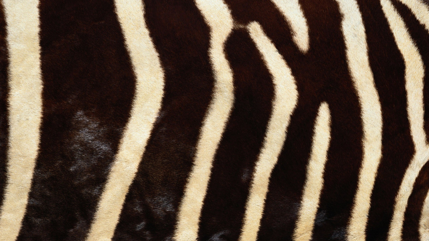 Black and White Zebra Textile. Wallpaper in 1366x768 Resolution