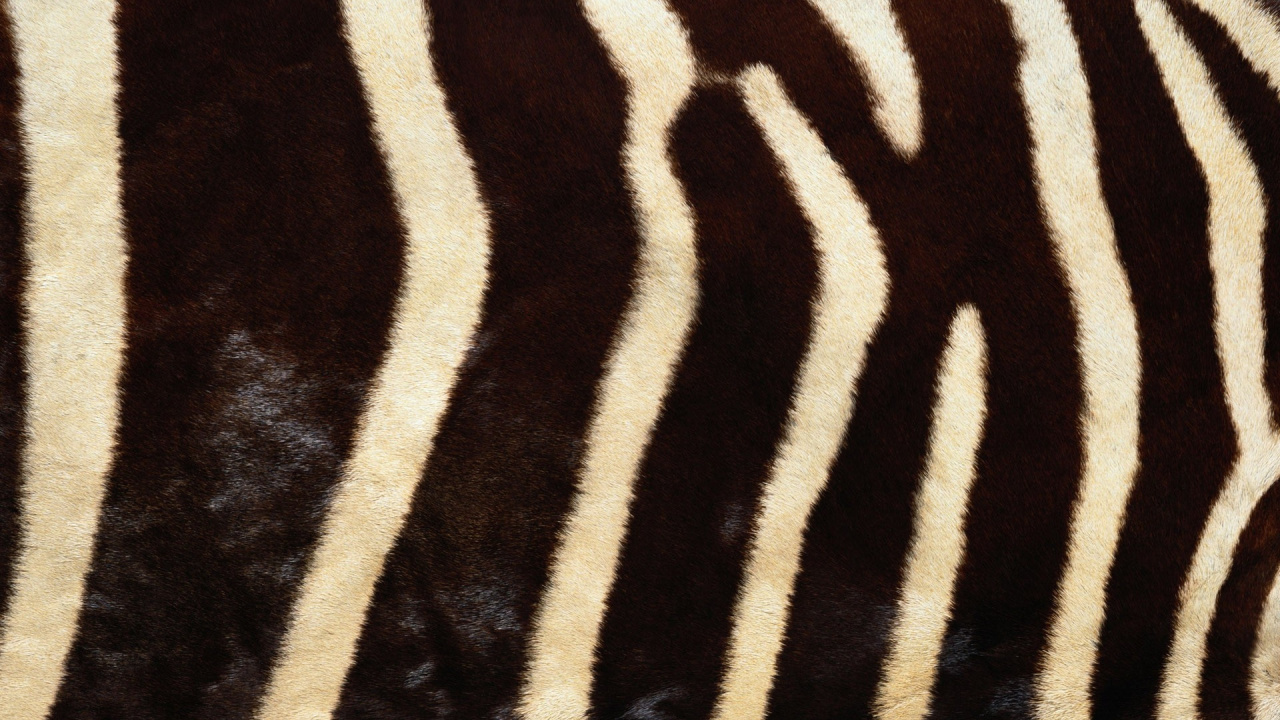 Schwarz-weißes Zebra-Textil. Wallpaper in 1280x720 Resolution