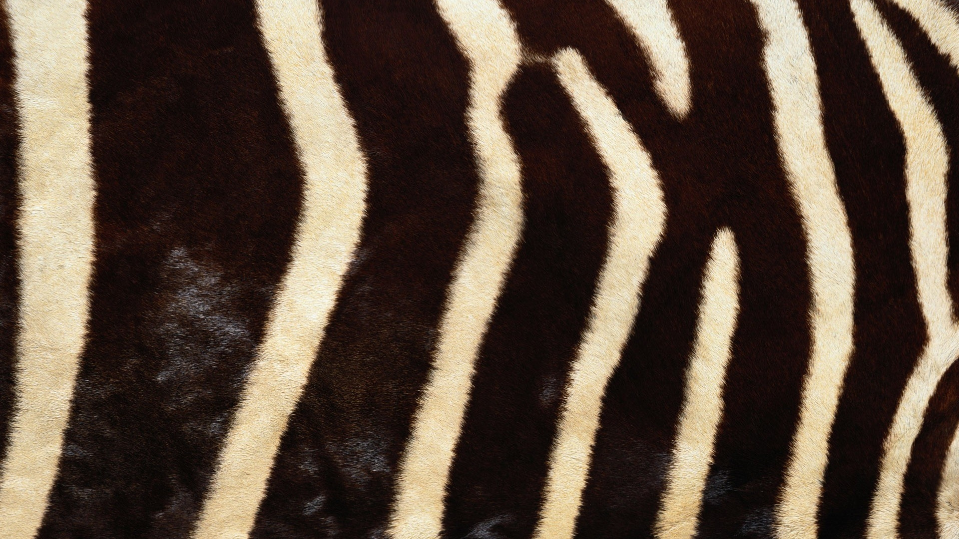 Schwarz-weißes Zebra-Textil. Wallpaper in 1920x1080 Resolution