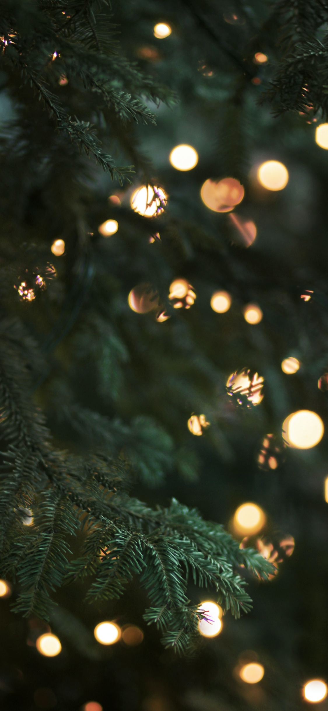 christmas tree lights, christmas, christmas lights, christmas tree, lighting