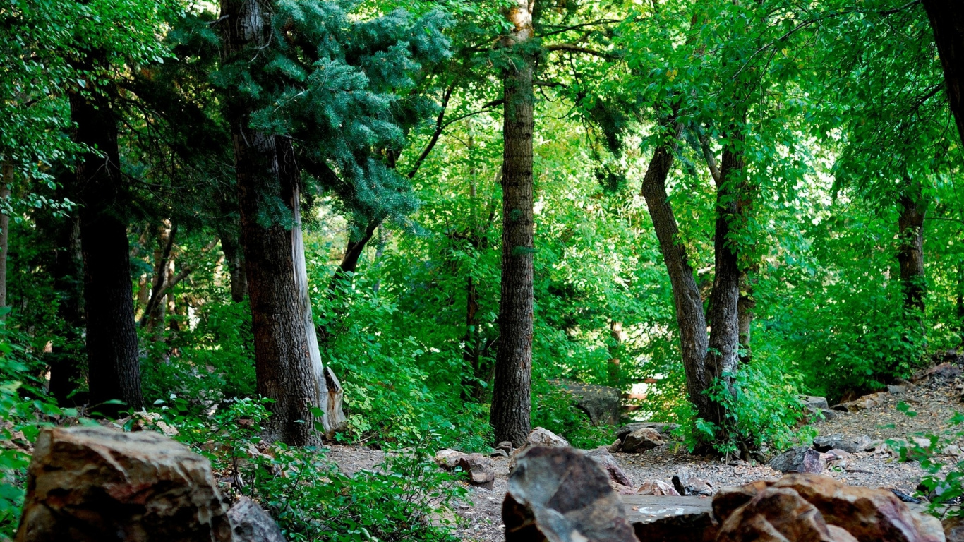 Arbres Verts et Roches Brunes. Wallpaper in 1366x768 Resolution