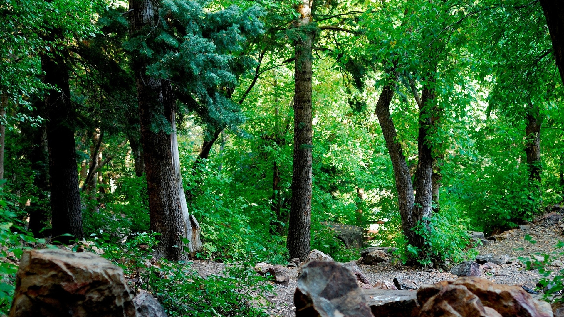 Green Trees and Brown Rocks. Wallpaper in 1920x1080 Resolution