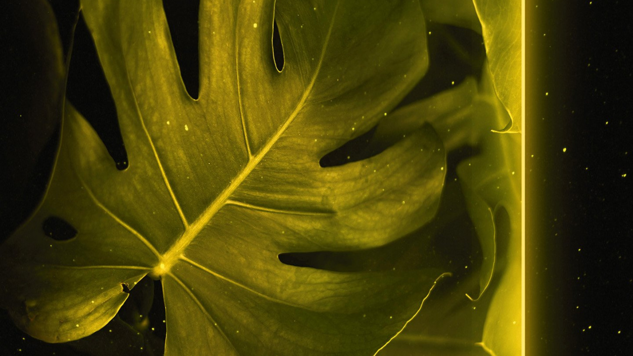 Blatt, Zweig, Branch, Baum, Palms. Wallpaper in 1280x720 Resolution