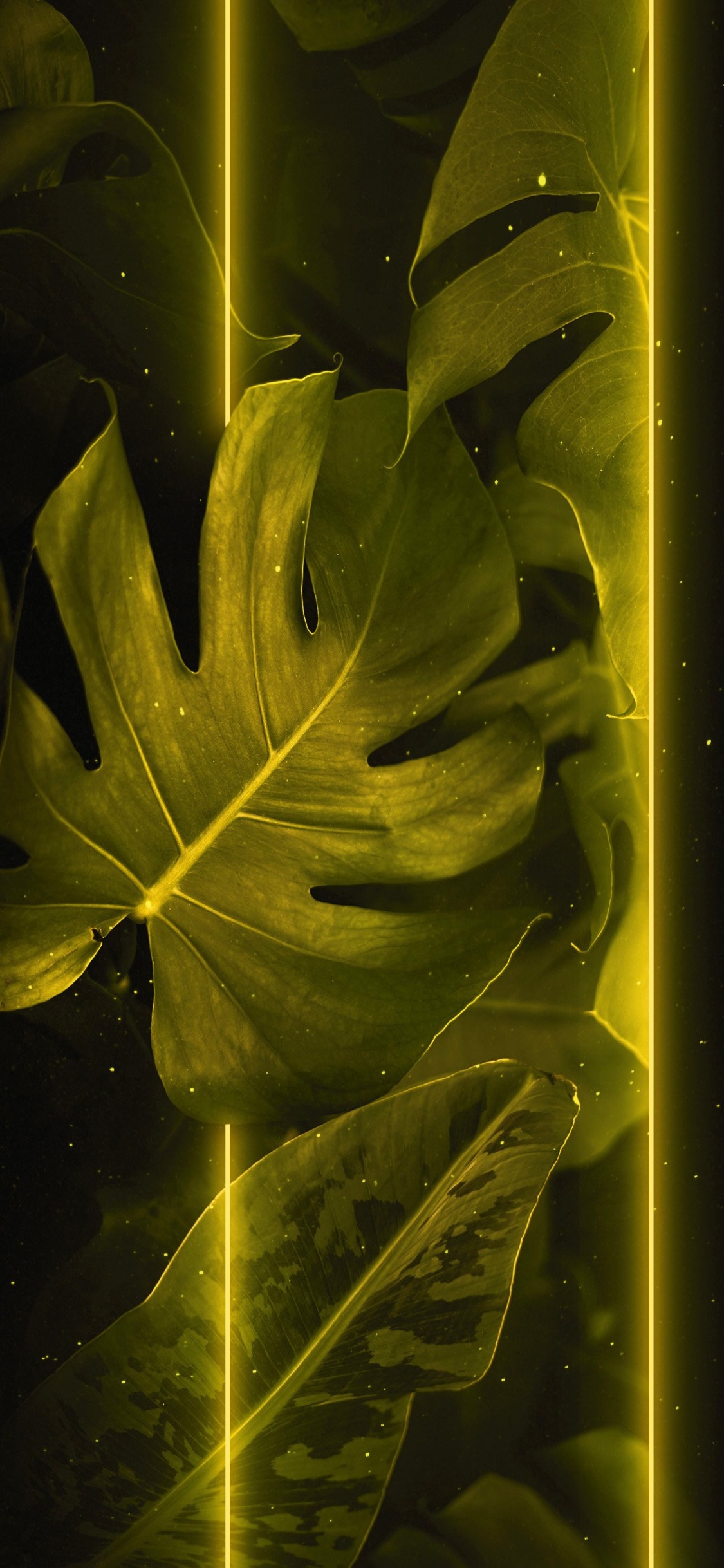 Feuille, Rameau, Color, Plante Terrestre, de Teintes et de Nuances. Wallpaper in 1125x2436 Resolution