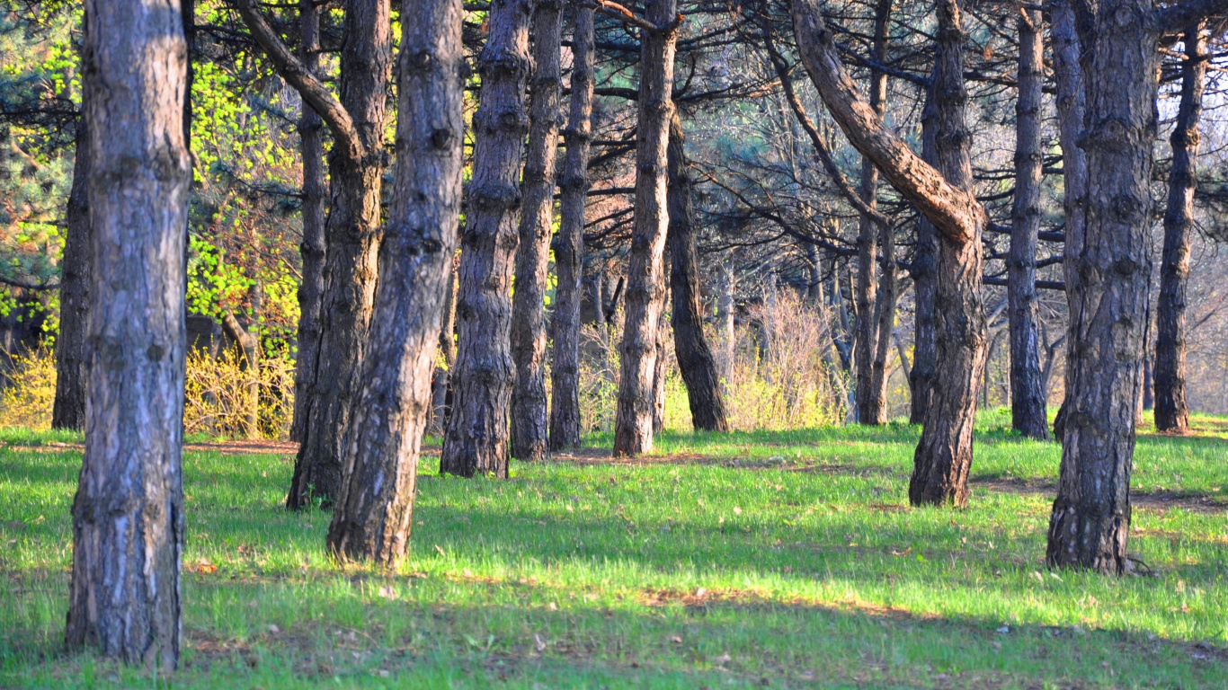 Árbol Marrón en el Campo de Hierba Verde Durante el Día. Wallpaper in 1366x768 Resolution