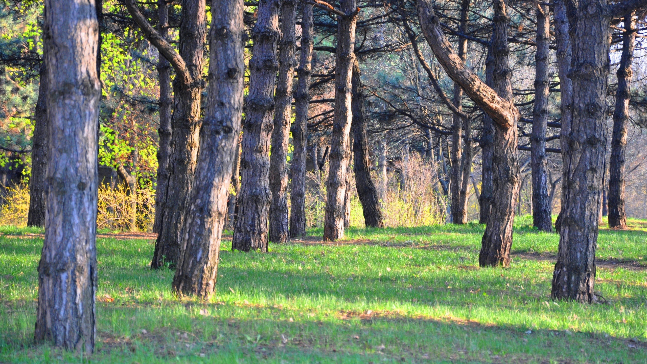 Árbol Marrón en el Campo de Hierba Verde Durante el Día. Wallpaper in 2560x1440 Resolution