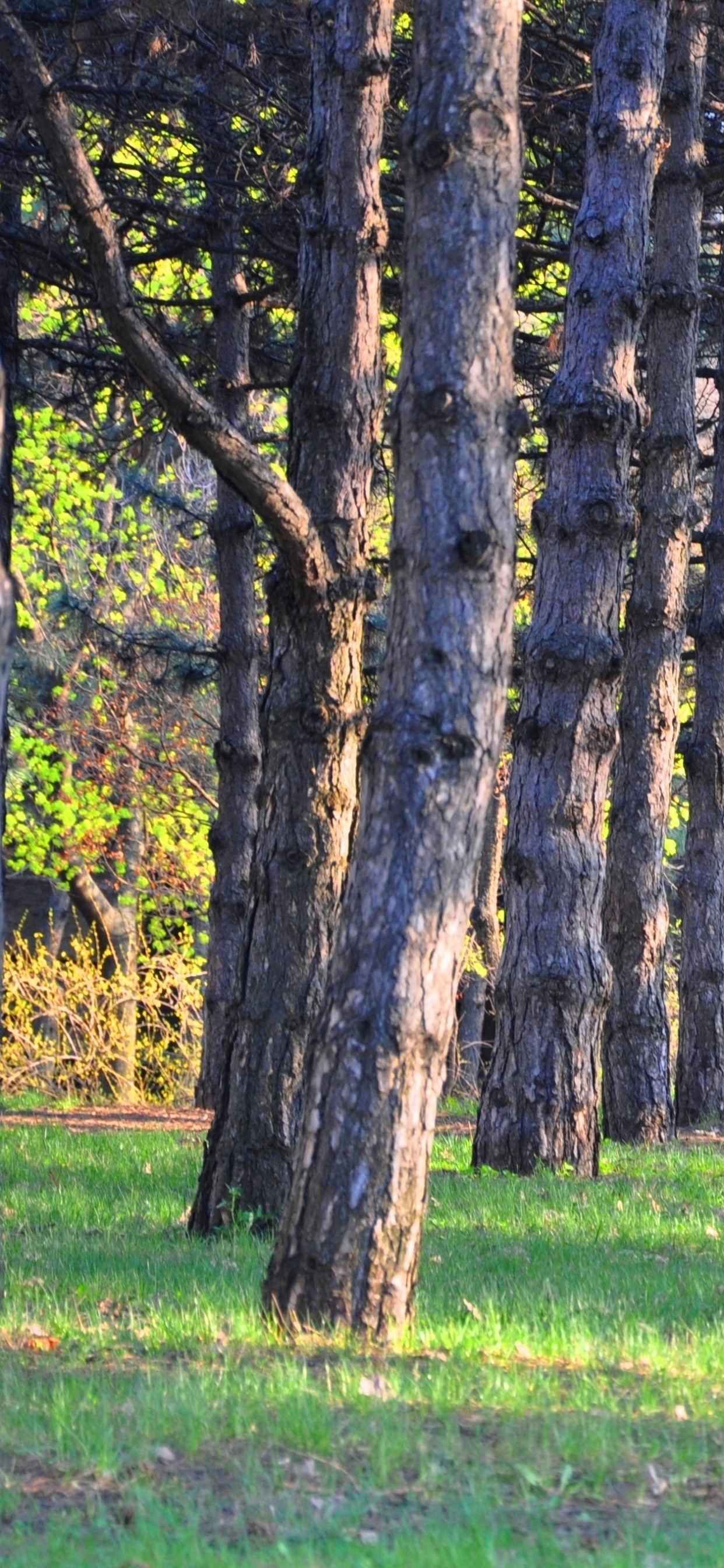 Arbre Brun Sur Terrain D'herbe Verte Pendant la Journée. Wallpaper in 1242x2688 Resolution