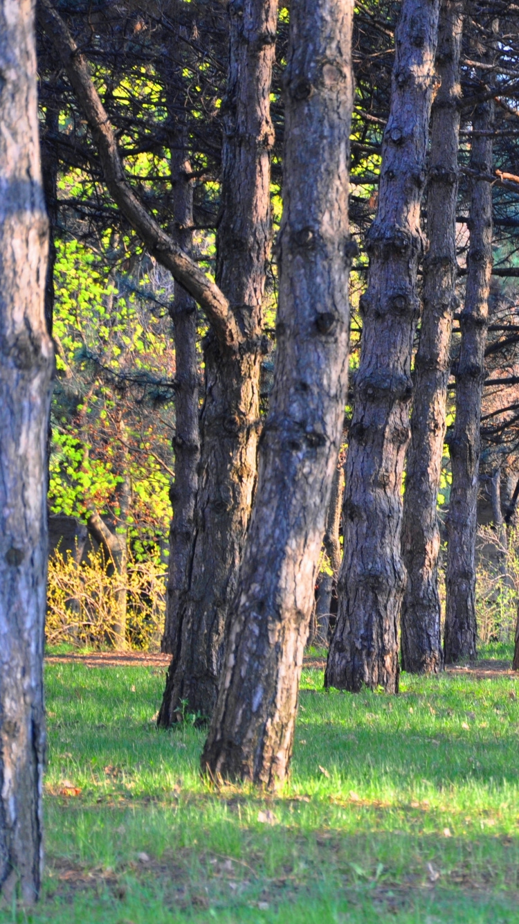 Arbre Brun Sur Terrain D'herbe Verte Pendant la Journée. Wallpaper in 750x1334 Resolution